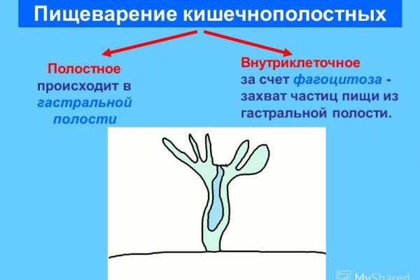Kraken зеркала kr2web in