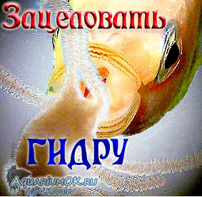 Как попасть на сайт кракен